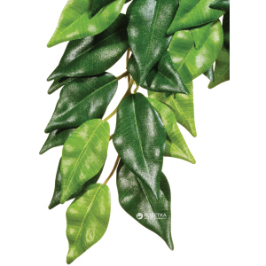 Рослина Hagen Ficus Medium (015561230407) ТОП в Дніпрі