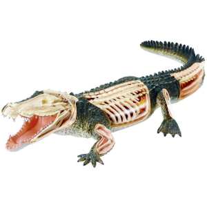 Об'ємна анатомічна модель 4D Master Крокодил (FM-622034) (4894793220341) ТОП в Дніпрі